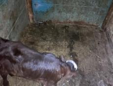 Продаю Бычка 1 месяц 