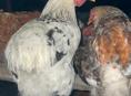 Несушки 🐔