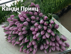Тюльпаны