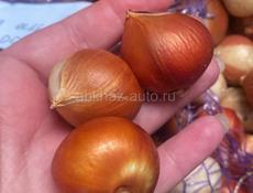 Тюльпаны