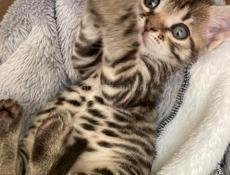Кошечка в добрые руки 