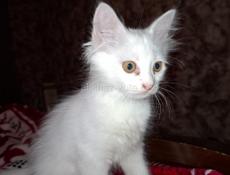 Котята маленьки