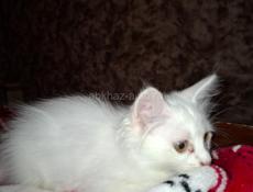 Котята маленьки