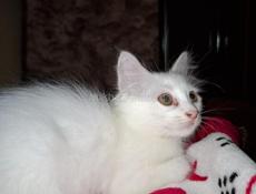 Котята маленьки