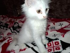 Котята маленьки