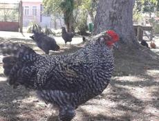 Продам петухов для обновления крови.
