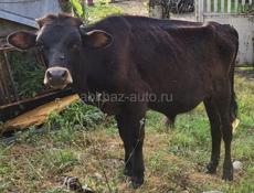 Продаются 4 коровы ,3 бычка ,телёнок 