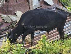 Продаются 4 коровы ,3 бычка ,телёнок 