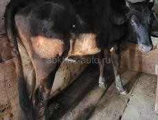 Продаются 4 коровы ,3 бычка ,телёнок 