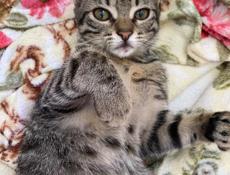 Кошка