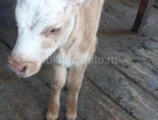Продаётся телёнок ,Гулирипшский район, Победа