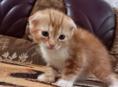 Котёнок вислоухий