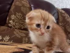 Котёнок вислоухий