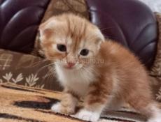 Котёнок вислоухий