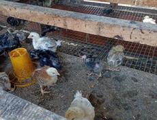В ПРОДАЖЕ месячные цыплята мясо-яичной породы. Цену уточняйте,от 280 р и НИЖЕ .   964-00-26