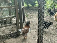 Декоративные карликовые курочки и петушки