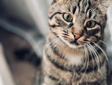 Отдам Кота в хорошие руки