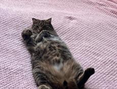 Отдам Кота в хорошие руки