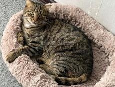 Отдам Кота в хорошие руки