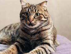 Отдам Кота в хорошие руки