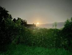 Бамбора 