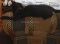 Котенок в хорошие руки