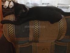Котенок в хорошие руки