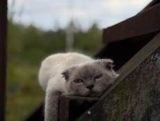 В добрые руки