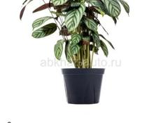 Продаются очень красивые растения Малютки по 200 р  Черенки гортензии 200 р  Туи 350 р  Герани королевские ампельные 200 р  Аглаонема 300 р  Монстера 300 р  И многое другое Звонить или писать на ватсап 7752026