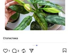 Продаются очень красивые растения Малютки по 200 р  Черенки гортензии 200 р  Туи 350 р  Герани королевские ампельные 200 р  Аглаонема 300 р  Монстера 300 р  И многое другое Звонить или писать на ватсап 7752026