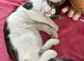 Котёнок срочно