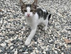 Котёнок срочно
