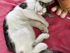 Котёнок срочно