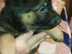 Немецкая овчарка