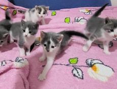 Котята 
