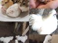 джунгарские хомячки трёх цветов