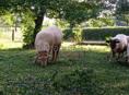 Баран🐑