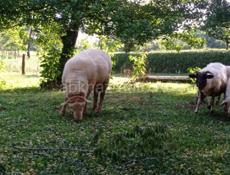 Баран🐑