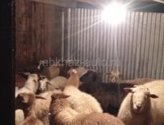 Баран🐑