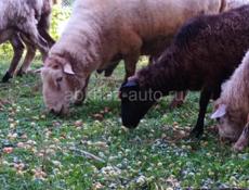 Баран🐑