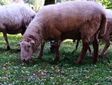Баран🐑