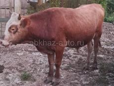 Продам бычок