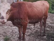 Продам бычок