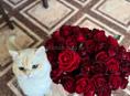 Отдам кота 