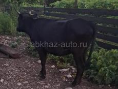 Продам тёлочку
