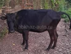 Продам тёлочку