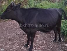 Продам тёлочку