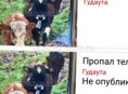 В раионе Ачамчыгра потерялся теленок