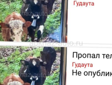 В раионе Ачамчыгра потерялся теленок