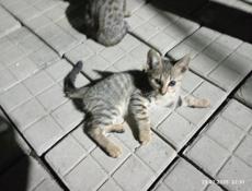  В продаже котята британской породы, (смесь)